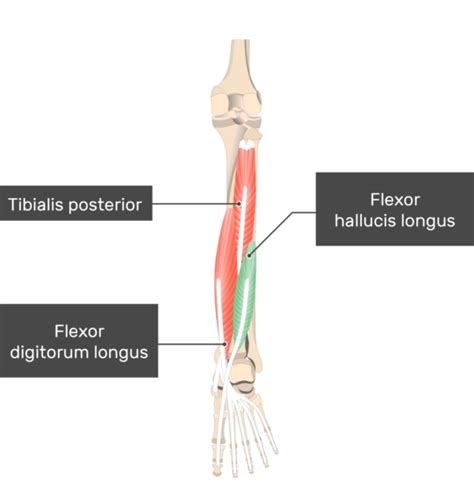 Flexor Pollicis Brevis Origin And Insertion