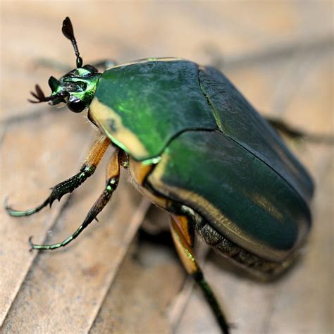 Common Green June Beetle (Beetles of Chicago Wilderness) · iNaturalist