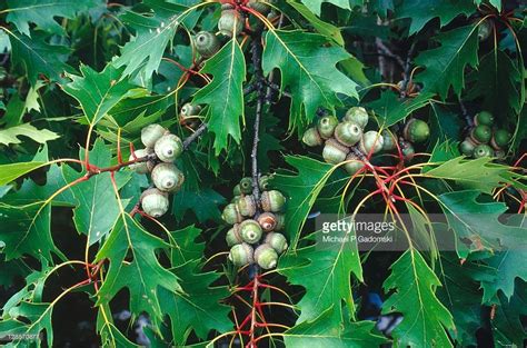 Stock Photo : Red Oak Leaves and Acorns | Oak leaves and acorns, Red ...