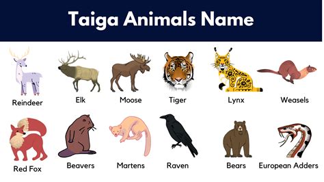 Taiga Animals Collection With Natural Habitat Creatures, 50% OFF