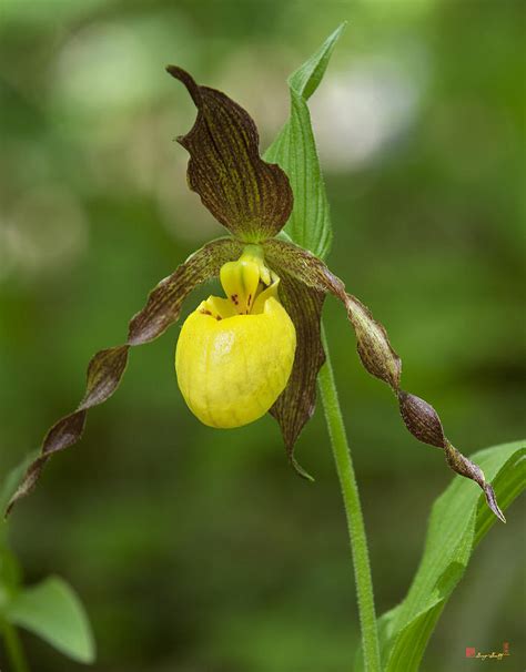 Large Yellow Lady Slipper Orchid Dspf251 Photograph by Gerry Gantt