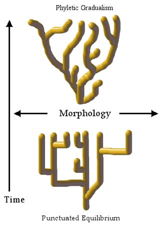 Difference Between Gradualism and Punctuated Equilibrium | Compare the Difference Between ...