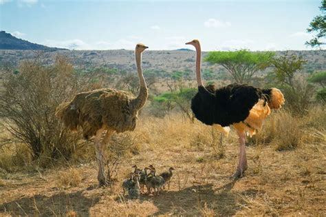 Ostrich - Facts, Diet, Habitat & Pictures on Animalia.bio