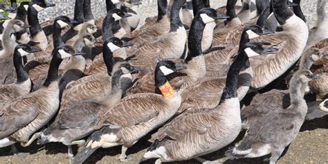 Paul Smith: Canada geese flocking for molt migration