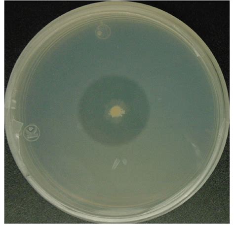 Qualitative assay for protease activity on skimmed milk agar plate. | Download Scientific Diagram