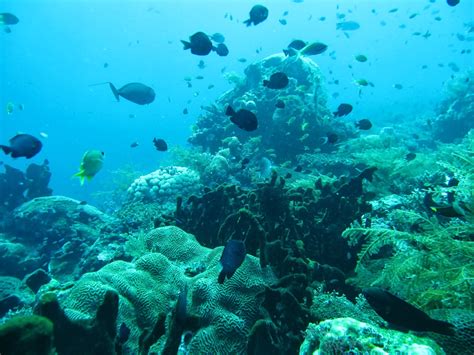 AMED SCUBA BALI DIVING CENTER # FOR THE LOVE OF DIVING: A Coral Reef Is Born