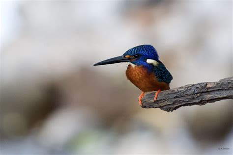 Blue-eared Kingfisher | BirdForum