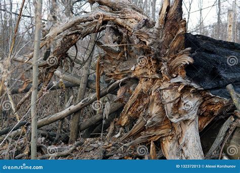 A Large Snag in the Depths of the Forest Stock Image - Image of leaves ...