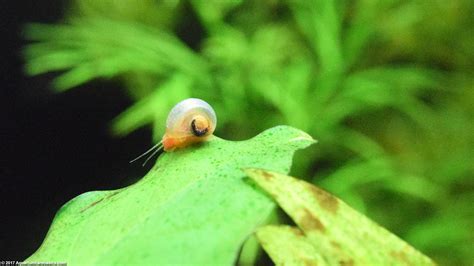 Ramshorn Snail Care, Size, Food, Reproduction, Lifespan - Video