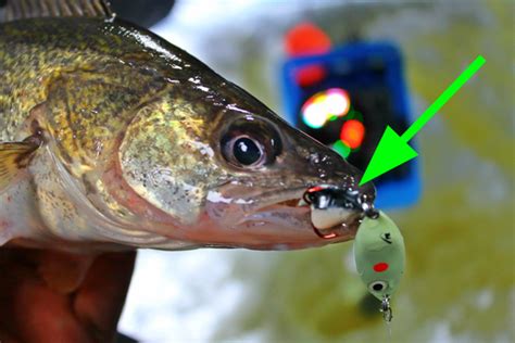 Ever try ice fishing walleyes with plastics? – Target Walleye