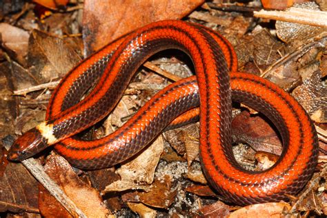 Striking new snake species discovered in Paraguay - Trendradars Latest