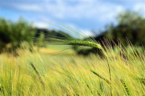 Foto gratis: Fattoria, campo, grano, agricoltura, colture