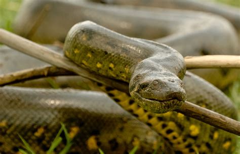 Green Anaconda Critterfacts - Riset