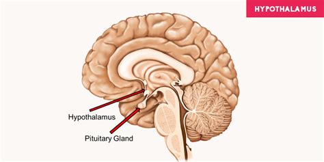 What is Hypothalamus? Functions and Anatomy