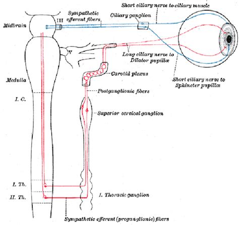 Horner syndrome | Handouts | MedLink Neurology