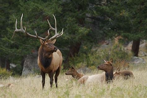 1-2 Day Trophy 350+/- Rocky Mountain Bull Elk Hunt for One Hunter & One Non-Hunter (If horns are br