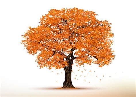 Árbol de otoño. árboles realistas aislad... | Premium Vector #Freepik #vector #arbol #madera # ...