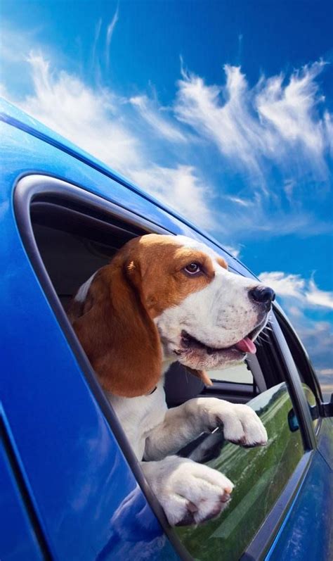 37 best images about Dogs in the Car Window on Pinterest | Two dogs, Pets and Glasses