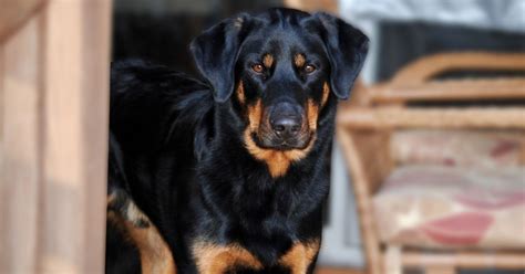 Rotterman: Doberman Rottweiler Mix Breed Guide | Puplore