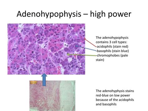 PPT - Histology for Pathology Endocrine Organs PowerPoint Presentation ...