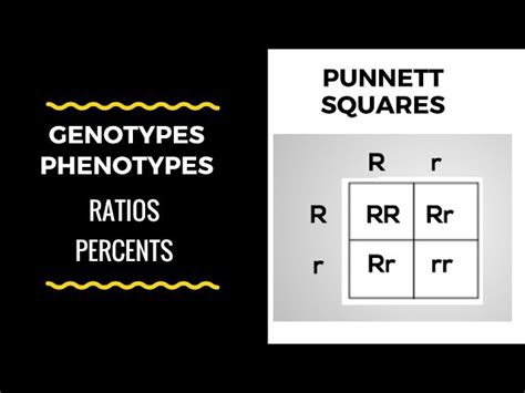 Genotype Vs Phenotype Punnett Square