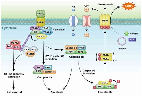 The potential role of necroptosis in clinical diseases (Review)