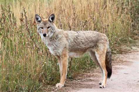 Reasons Coyote & Fox Removal and Control is Necessary in Westchester ...