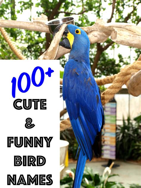 100+ Cute and Funny Bird Names (From Mr. Beaks to Whistler) - PetHelpful