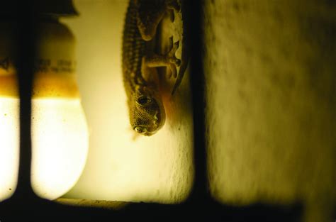 Lighting the Way Forward for Reptile Retailers | Pet Age