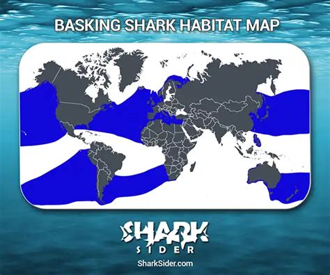 Basking Shark - Unianimal