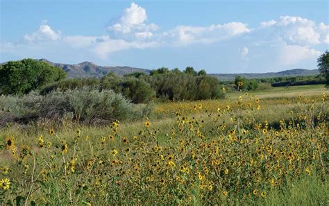 New Mexico Nomad Nature | Bosque Del Apache National Wildlife Refuge