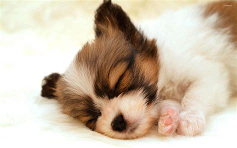 Cute Sleeping Puppy Wallpapers - Wallpaper Cave