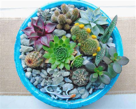 DIY mini succulent/cacti garden - the indigo kitchen