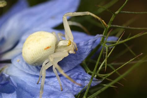 White Crab spider_7 by macrojunkie on DeviantArt