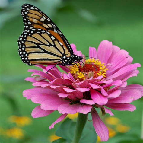 ¿Sabes cuál es la mariposa más grande que existe? - Planeta Curioso