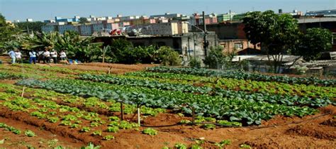 Time for Urban agriculture- cultivating soils in the city