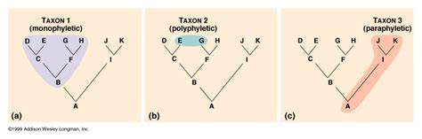 Monophyletic, Polyphyletic, & Paraphyletc Taxa