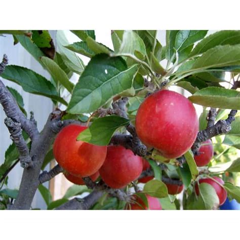 Online Orchards Dwarf Fuji Apple Tree Bare Root FTAP002 - The Home Depot