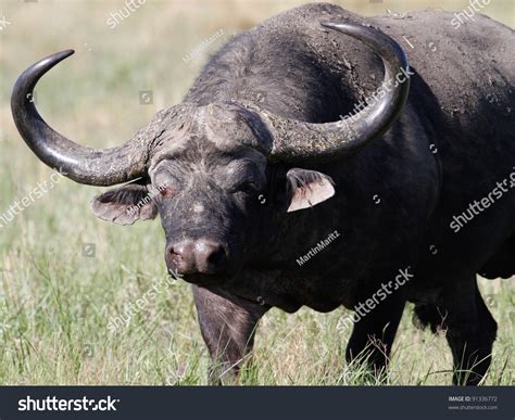 Large Male African Cape Buffalo With Huge Horns Stock Photo 91336772 : Shutterstock