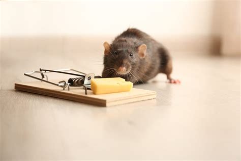 Rat Pests Control Services - Comunelazio