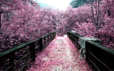 Pink Nature Wallpaper - WallpaperSafari