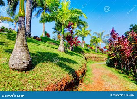 Palms in Tropical Garden . Garden of Eden, Maui Hawaii Stock Image ...