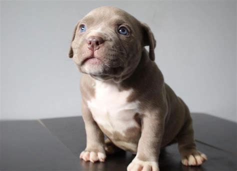 7 Essential Tips for New Pocket Pitbull Puppy Owners!