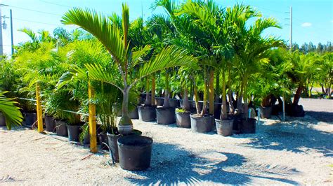 Plant Nursery in Pine Island, Florida | Beltran Nursery and Landscape