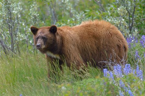 Glacier Black Bear | "Glacier Black Bear" It is hard for me … | Flickr