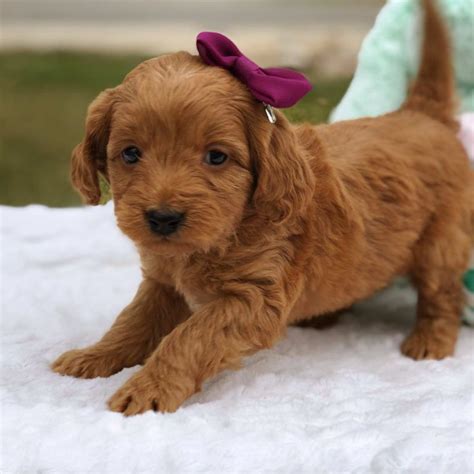 Teacup Goldendoodles | Mini goldendoodle puppies, Mini goldendoodle, Cute small dogs