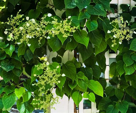 Best climbing plants for shade: 10 | Homes & Gardens