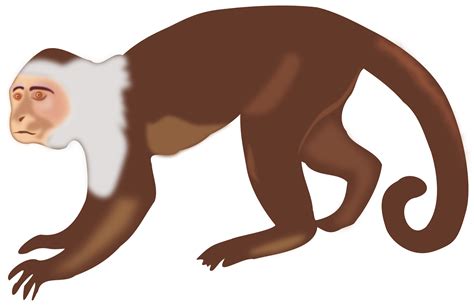 Clipart - White-faced Capuchin Monkey