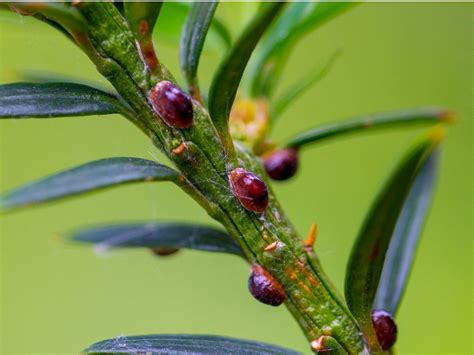 Scale Bug Info: Learn About Scale Insect Control | Gardening Know How