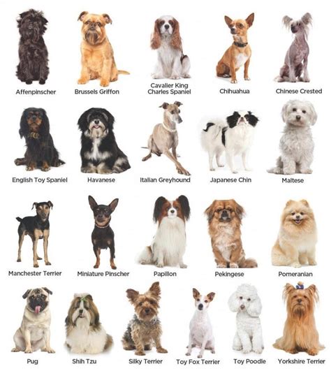 Dog Breed Classification Using Convolutional Neural Network | by Mehdi ...